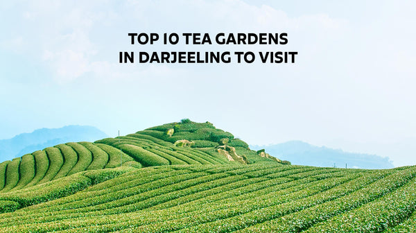 Top 10 Tea Gardens in Darjeeling to Visit