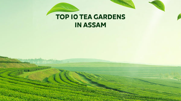 Tea Gardens of Assam: Lush Landscapes, Rich Traditions