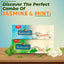 Jivraj Samaara Mint and Jasmine Green Tea Combo | 25 Tea Bags/Pack