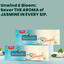 Jivraj Samaara Premium Jasmine Green Tea | Premium Green Tea Bags Combo | Natural Jasmine Flavour | Helps in Metabolism Pack of 3 - 25 Tea Bags/Pack