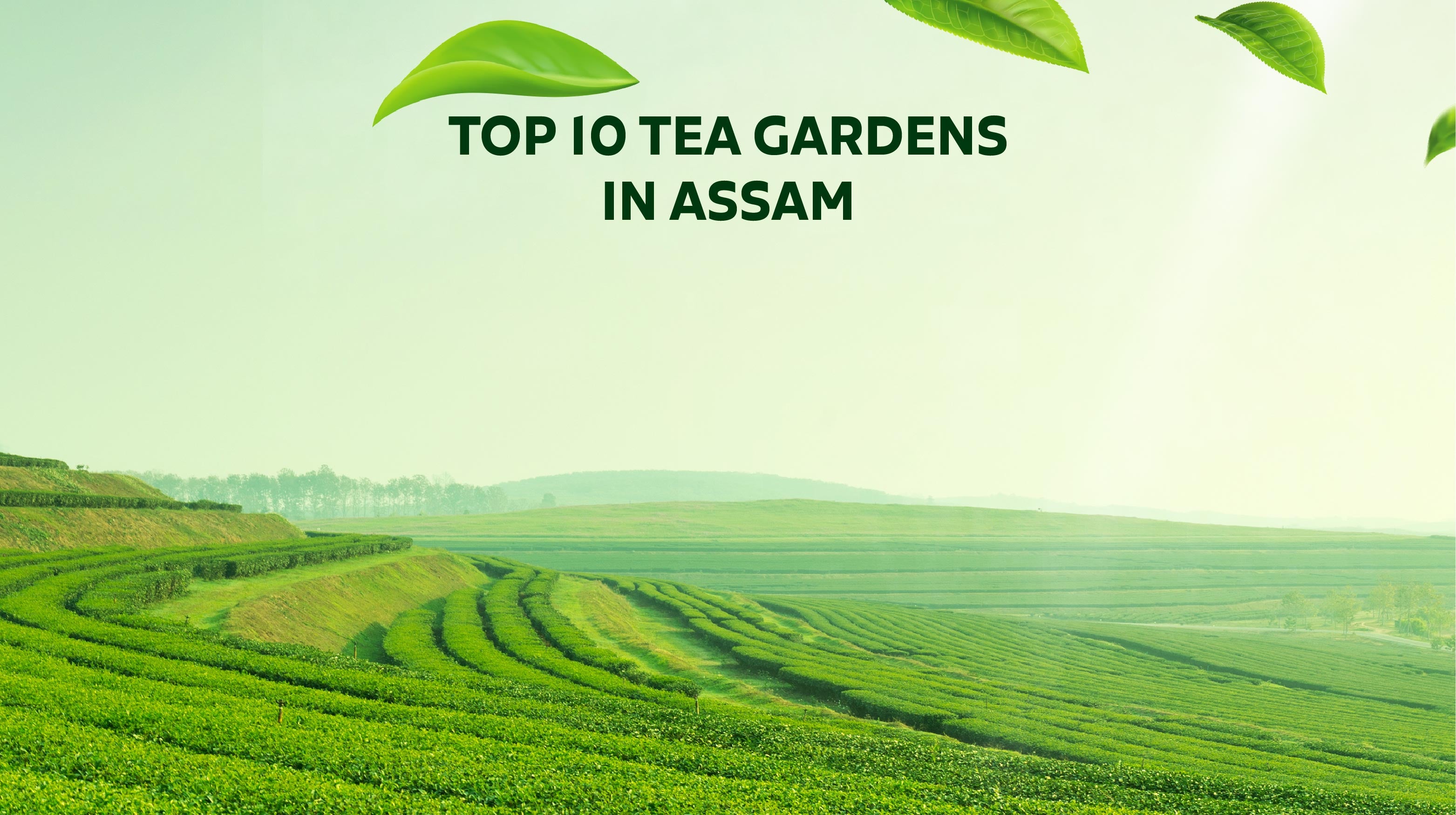 Explore The Top 10 Assam Tea Garden | Samaara Tea