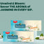 Jivraj Samaara Jasmine Green Tea Pack of 2 (25 Tea Bags Each)